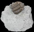 Long, Eldredgeops Trilobite - Ohio #52948-1